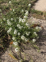 Lobularia maritima
