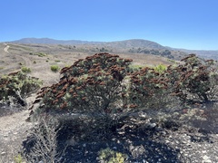 Eriogonum arborescens