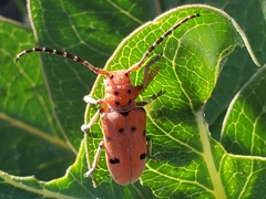 Tetraopes femoratus
