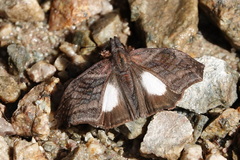 Theagenes albiplaga