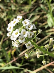 Lobularia maritima