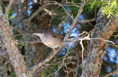 Curruca melanocephala