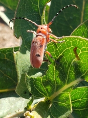 Tetraopes femoratus