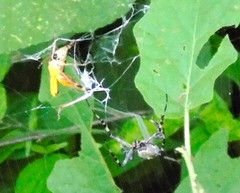 Boopedon flaviventris