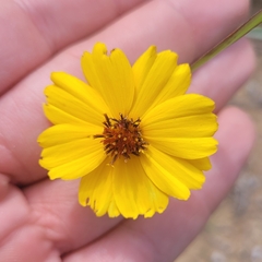 Thelesperma filifolium