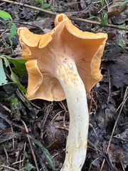 Cantharellus lateritius