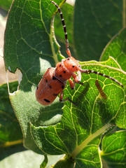 Tetraopes femoratus