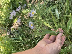 Symphyotrichum boreale