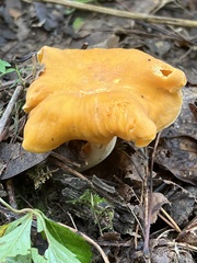 Cantharellus lateritius