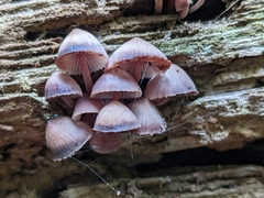 Mycena haematopus