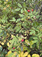 Rosa acicularis