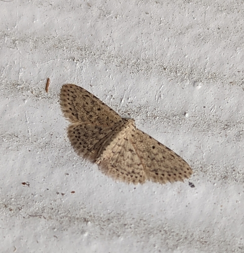 Stippled Sigela Moth