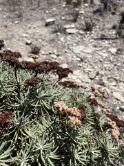 Eriogonum arborescens