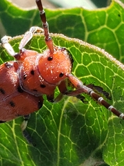 Tetraopes femoratus