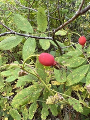 Rosa acicularis