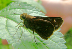 Decinea percosius