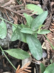 Rhinotropis californica