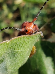 Tetraopes femoratus