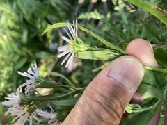 Symphyotrichum boreale