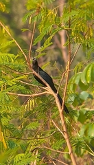 Crotophaga major