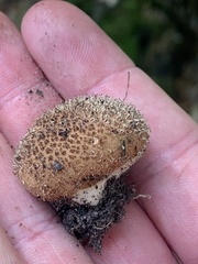 Lycoperdon echinatum