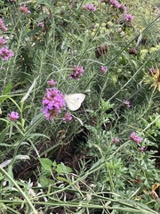 Pieris rapae