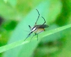 Psorophora longipalpus