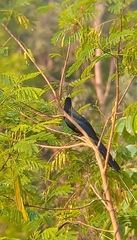 Crotophaga major