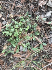 Rhinotropis californica