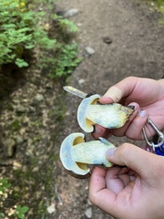 Caloboletus frustosus