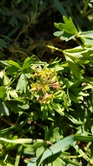 Alchemilla pentaphyllea