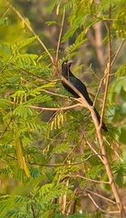 Crotophaga major