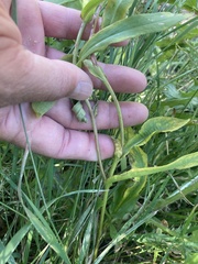 Symphyotrichum boreale