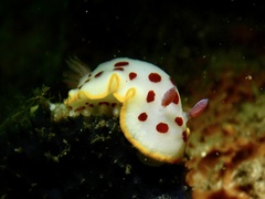 Goniobranchus splendidus