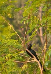 Crotophaga major