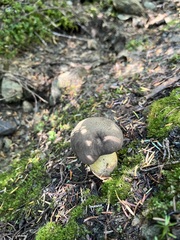 Caloboletus frustosus