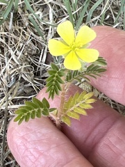 Tribulus terrestris