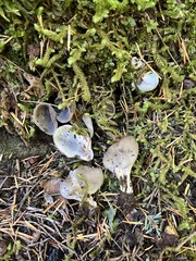 Dissingia leucomelaena