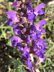 Salvia pratensis