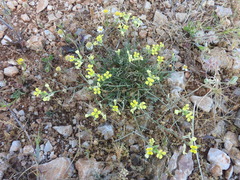Erysimum pusillum