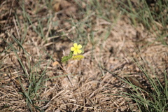 Tribulus terrestris