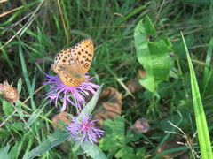 Argynnis laodice