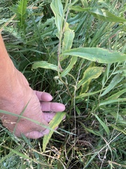 Symphyotrichum boreale