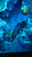 Cephalopholis cruentata