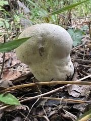 Calvatia craniiformis