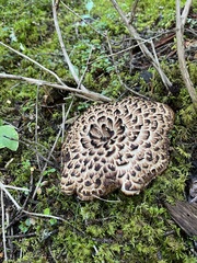 Sarcodon imbricatus