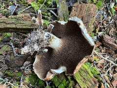 Sarcodon imbricatus