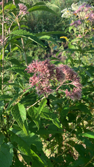 Eutrochium maculatum