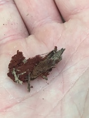 Metatrichia vesparium