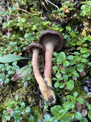 Chroogomphus vinicolor